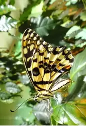 Тропический комплекс Миндо (Музей бабочек), фото 6