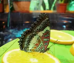 Тропический комплекс Миндо (Музей бабочек), фото 1