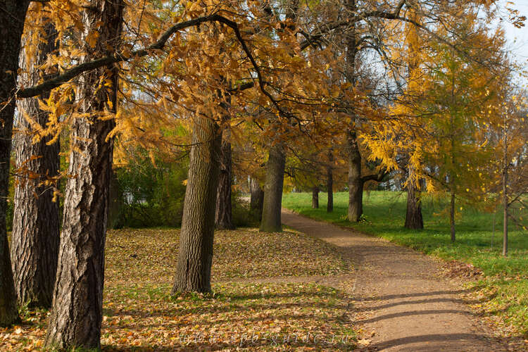 Екатерининский парк, золотая осень