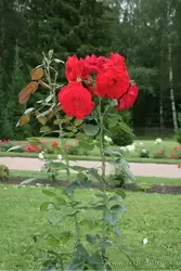 Розы перед Розовым павильоном