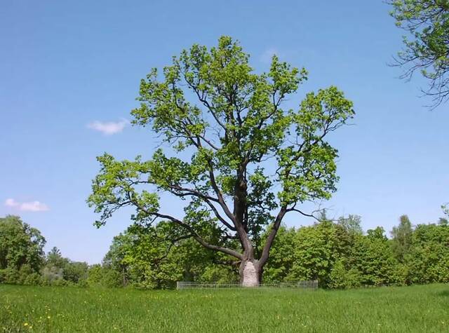 Вековой дуб на Серебряном лугу в Гатчине