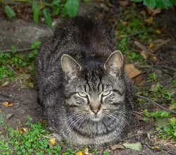 Кошка наблюдает за туристами из садика на Миллионной улице