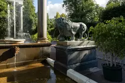 Бронзовый лев в Петергофе