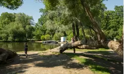 Живописное дерево у пруда в парке Екатерингоф