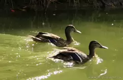 Утки на пруду