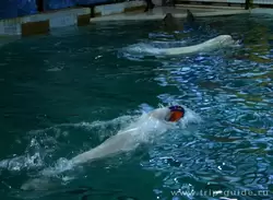 Дельфинарий Санкт-Петербурга, кто быстрее?