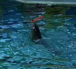 Дельфинарий Санкт-Петербурга, номер с обручем
