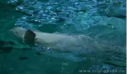 Дельфинарий Санкт-Петербурга, привет зрителям передает кит