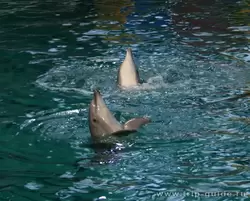 Дельфинарий Санкт-Петербурга, танцы дельфинов