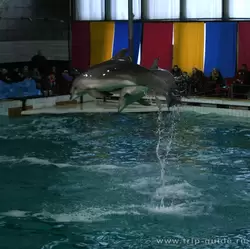 Дельфины в прыжке, фото