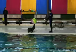 Морской котик в дельфинарии Петербурга