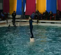 Номер дельфина с тренером