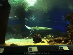 Акула нянька в главном аквариуме