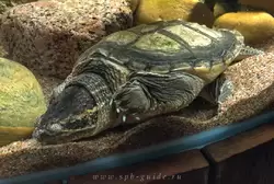 Каймановая черепаха