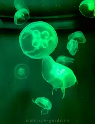 Медуза аурелия ушастая
