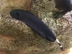 Рыба-нож