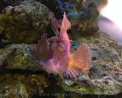 Рыба-скорпион косматая