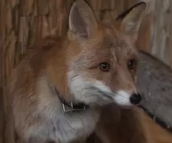 Обыкновенная лисица в зоопарке Петербурга