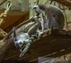 Зоопарк в Санкт-Петербурге, кошачий лемур